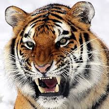 Tschuna the Tiger