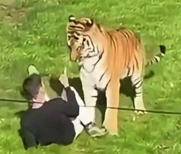 Bad Kitty