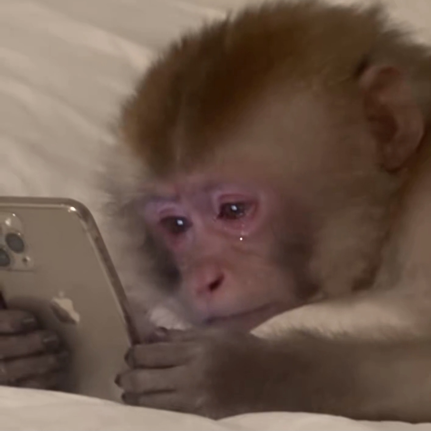 depressed monkey