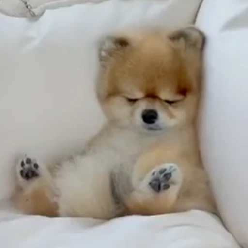 Sleepy dog