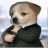 Dogwifsuit