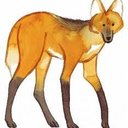 Maned Wolf