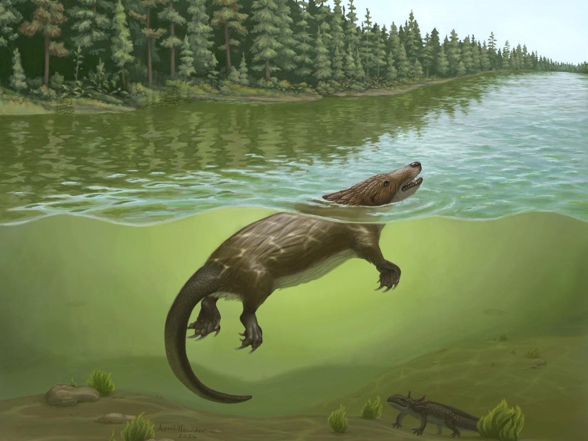 Megacauda sungei