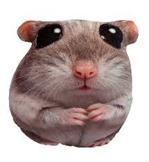 cashrat