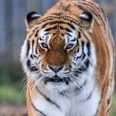Tschuna the Tiger