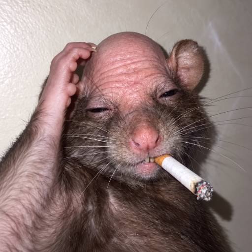 Unc Rat