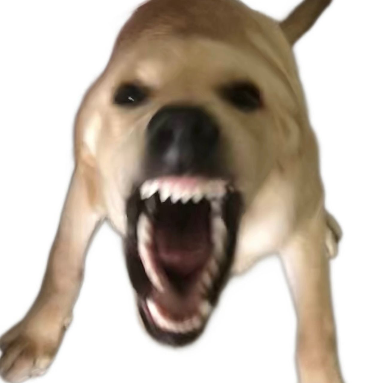 大狗叫