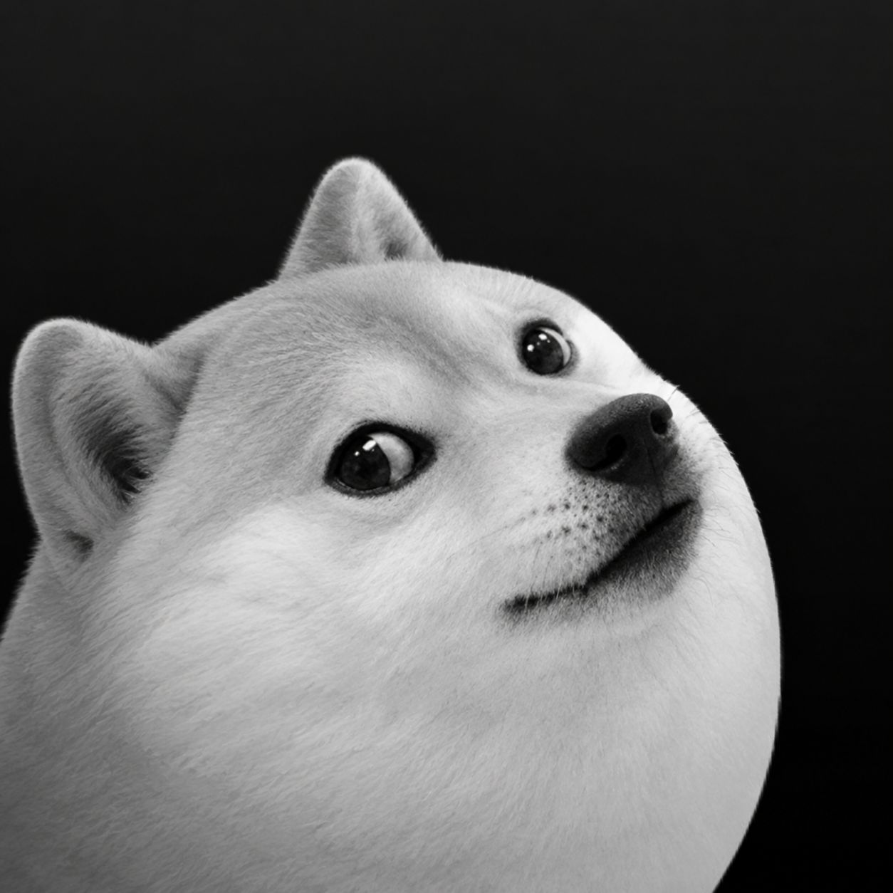 DOGEBOT