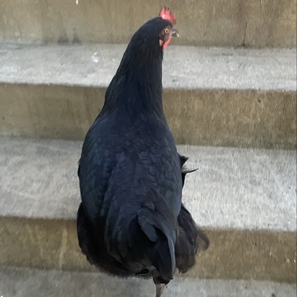 help feed my chicken