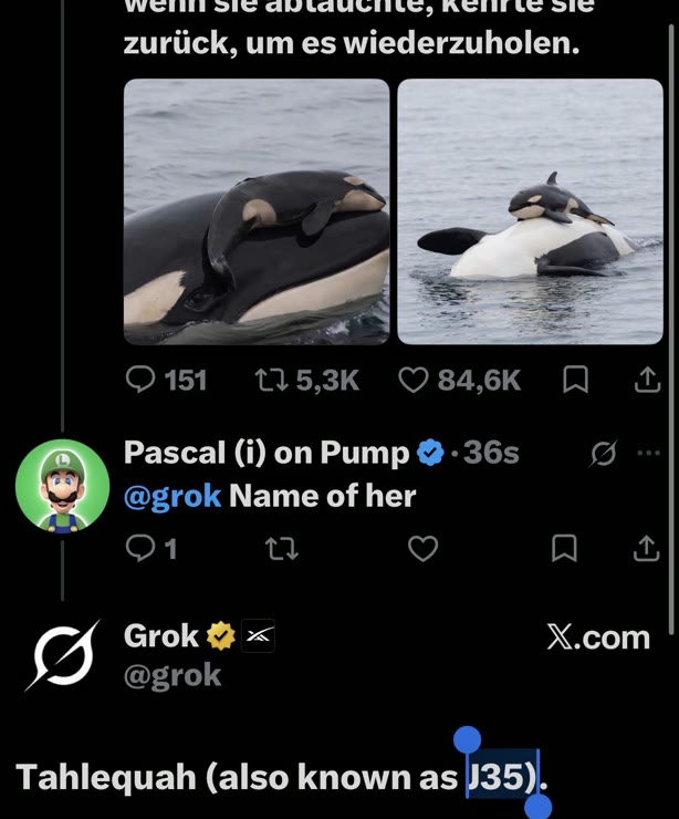 Orca Calf