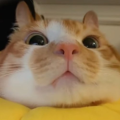 BunnyCat