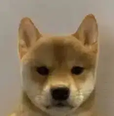 Inu