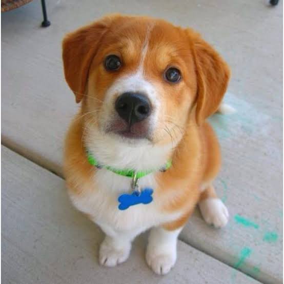 BABY INU