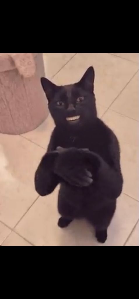 黒猫いたずら