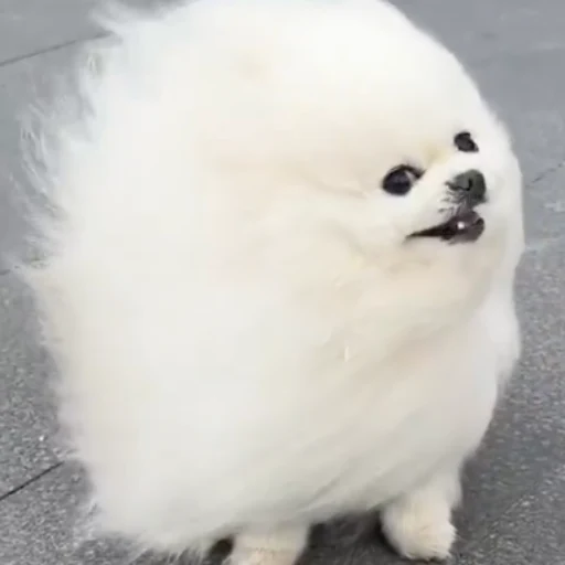 Cotton Candy