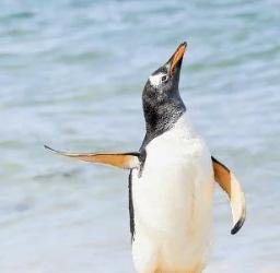 Talk To The Fin