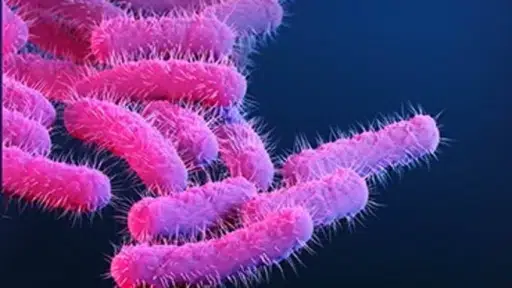 superbug shigella bacteria