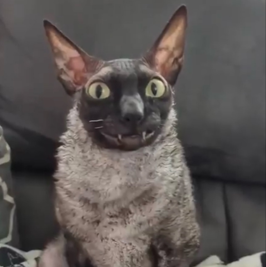Weird Cat