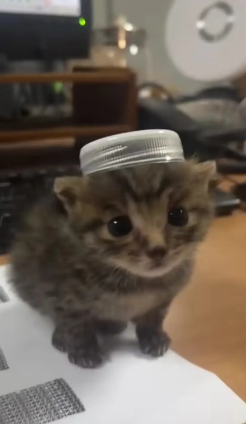Arab cat